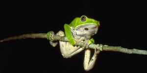 Ritual de “limpeza espiritual” com veneno de sapo mata britânico