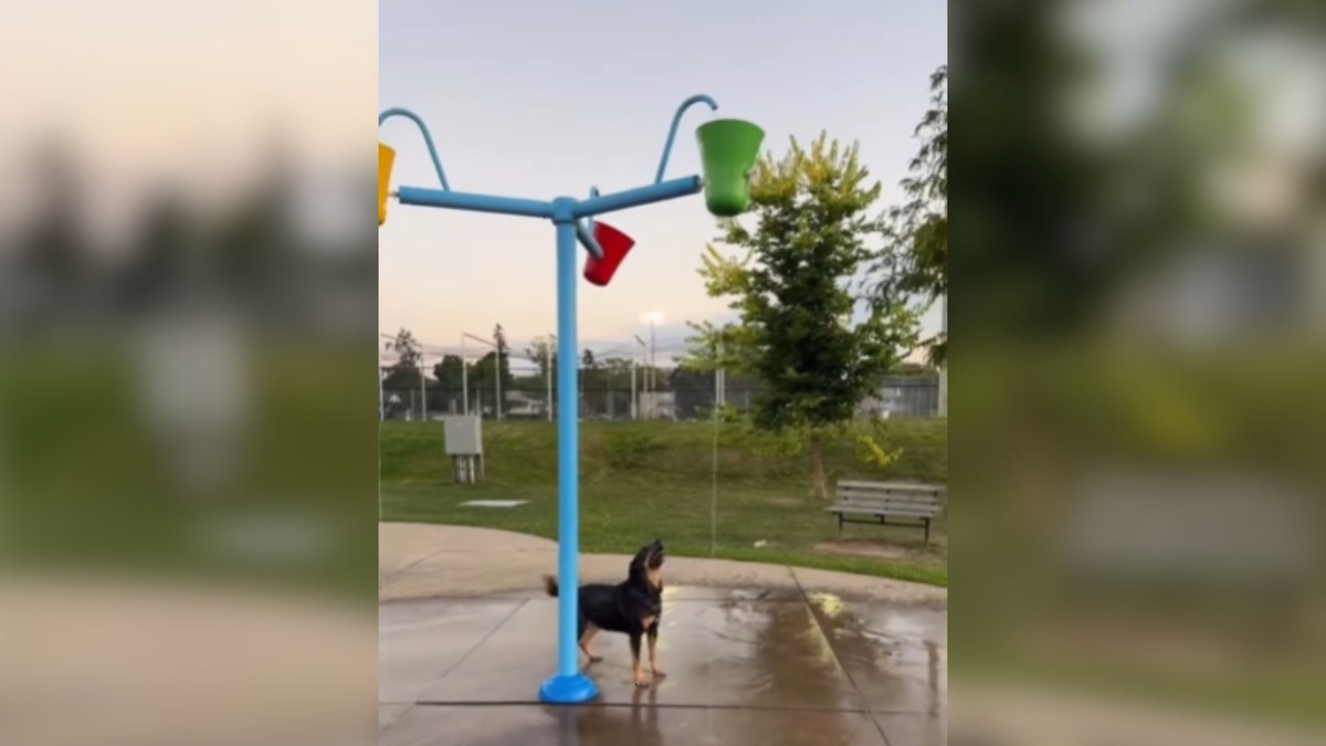 Cachorro se diverte com baldes d’água e encanta a web