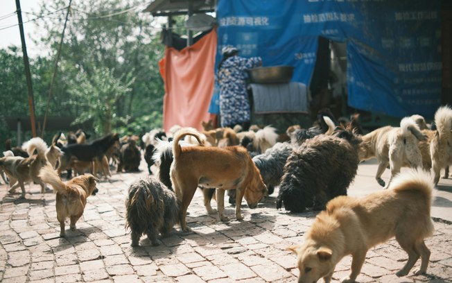 Após resgate, como fica os animais depois de um
desastre natural? 53lu6uwl83ji3exoyqsqsmxrp