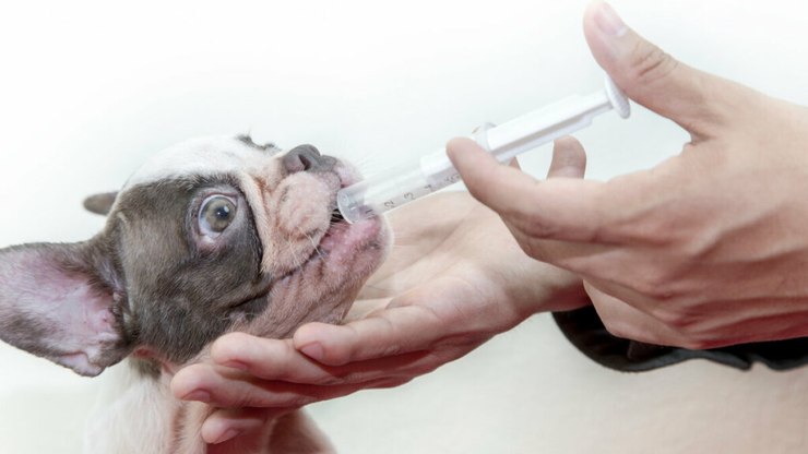 7 dicas para dar remédio em comprimido ao cachorro