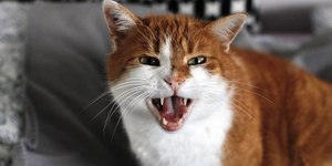 O pet está arisco? Saiba como lidar com um gato bravo