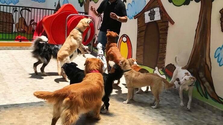 Pet shop de Santo André lança pacote de spa para cães