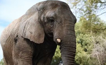 Última elefanta em cativeiro na Argentina vem para santuário no Brasil