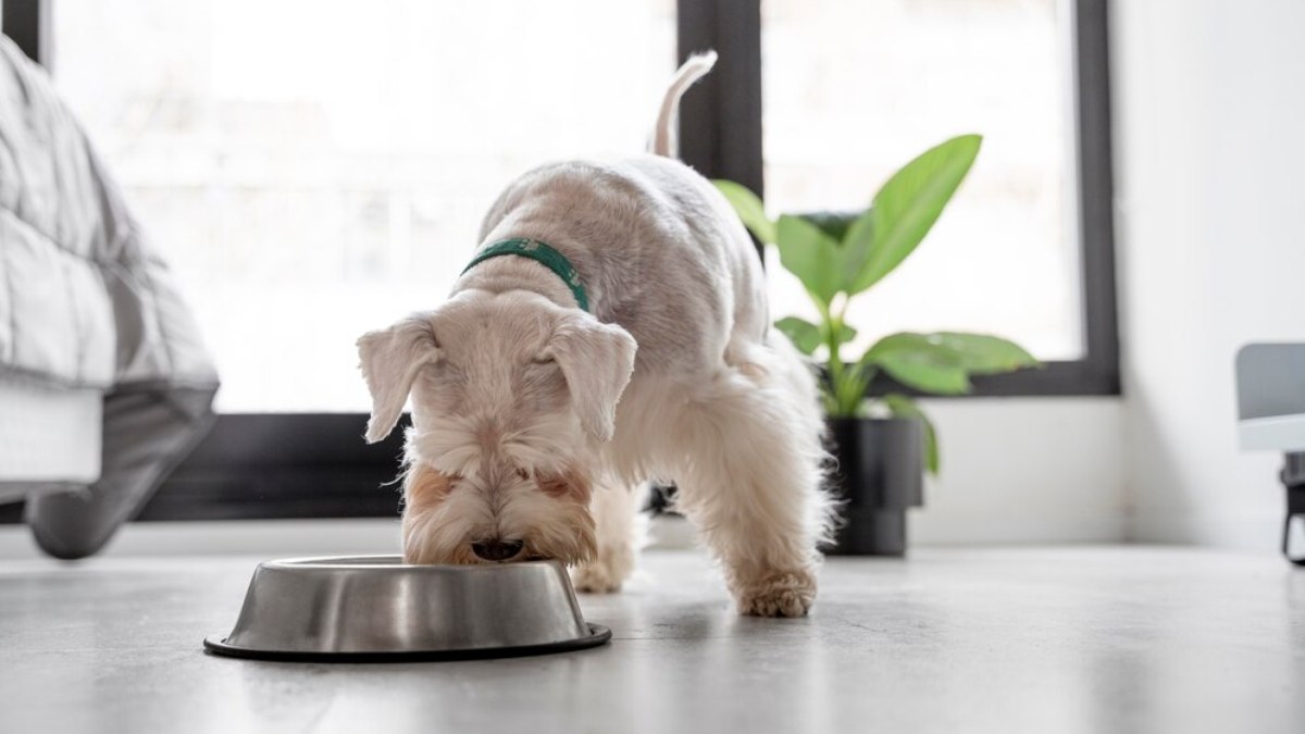 Entenda o que é o biofilme nos potes dos pets e como evitá-lo