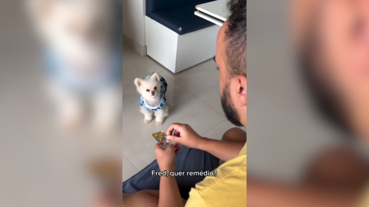 Cachorro encanta a web ao tomar remédio sem drama ou truques Cachorro encanta a web ao tomar remédio sem drama ou truques