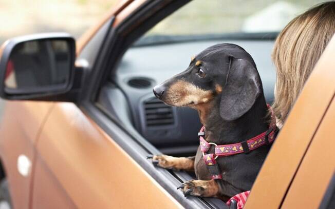Levar o cachorro no carro sem nenhum tipo de proteção é uma infração de trânsito 
