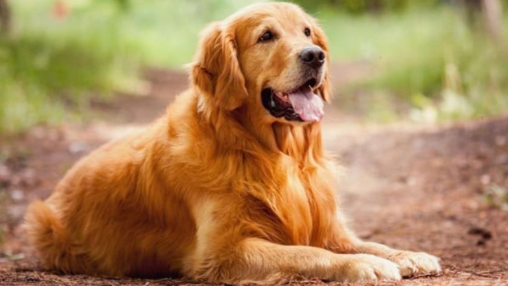Conheça curiosidades e características da raça Golden Retriever