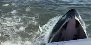 Baleia atinge lancha de pescadores durante caça a peixes