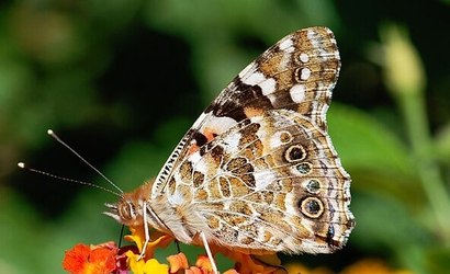 Cientistas estudam espécie de borboleta que voa 4 mil quilômetros sem pousar