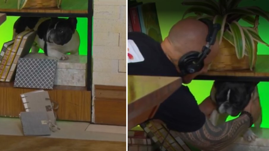 Cachorra de Ana Maria fica presa no estúdio e é resgatada ao vivo Cachorra de Ana Maria fica presa no estúdio e é resgatada ao vivo