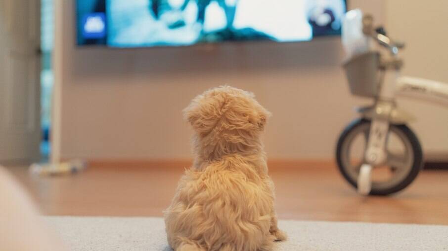 Cachorros podem sim assistir e reagir ao que está passando na TV, mas eles têm certas preferencias 