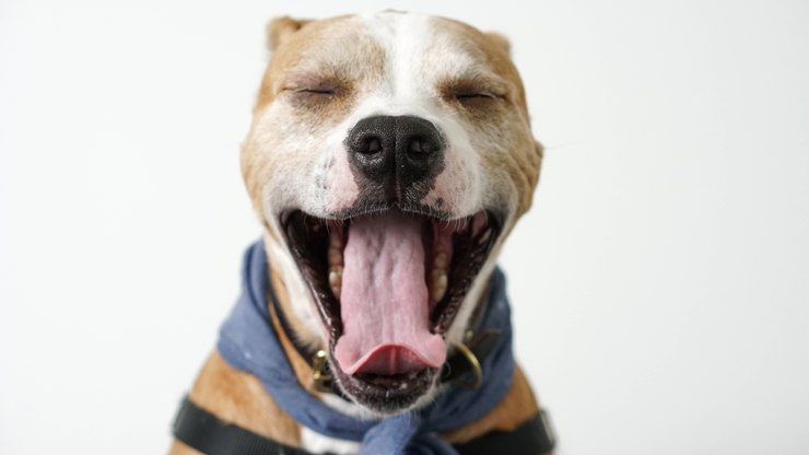 Cachorro não atende comandos de tutora por 'falar' outra língua