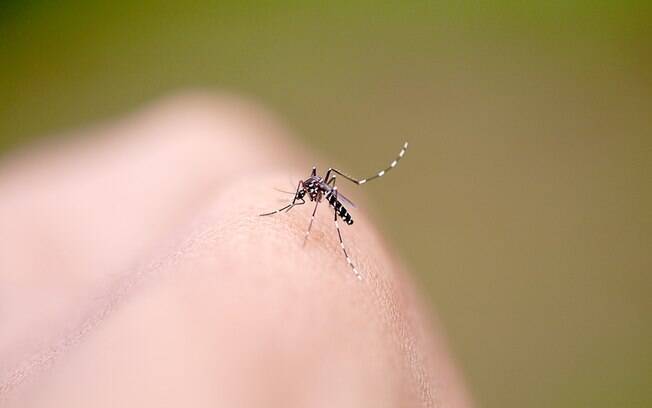 Aedes aegypti é o mosquito responsável por transmitir doenças como chikungunya, dengue e Zika