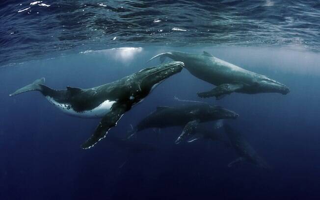 A mesma comissão que rejeitou a caça de baleias também recusou a proposta de criação de um santuário no Atlântico