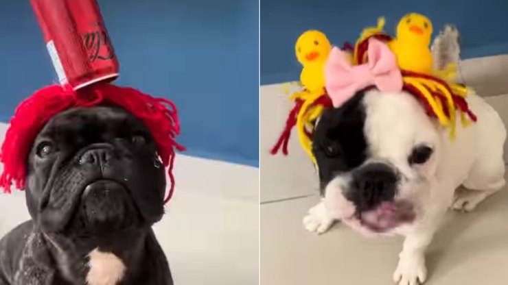 Bulldogs franceses entram na brincadeira do Cabelo Maluco