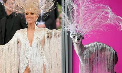 Cadela fashionista se inspira em Céline Dion para criar looks