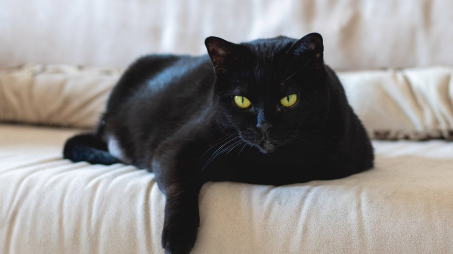 Os gatos prestos estão entre os mais carinhosos, segundo dizem alguns pesquisadores