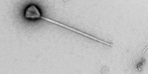 Pesquisadores descobrem "vírus gigante" no Patanal