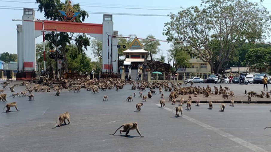 Lop Buri: A cidade tailandesa dominada por macacos Lop Buri: A cidade tailandesa dominada por macacos