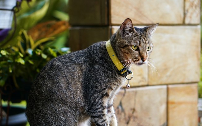 Hábito simples ajuda gatos a viverem mais, diz estudo 54uqfk0cv3khllqkpdmmn60g9