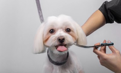 Veja a importância da tosa higiênica para cachorros