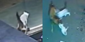 Gato tem ato heroico e salva companheiro, que era atacado por cão