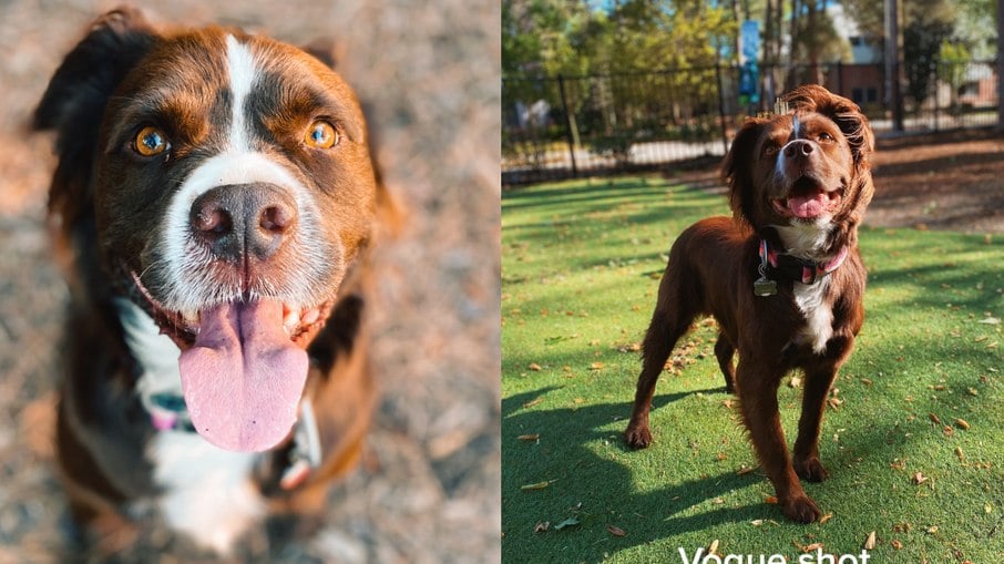 Sailor é um American Pit Bull Terrier de pelos longos, graças a uma mutação genética