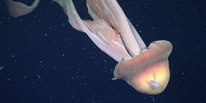 Biólogo relata ter visto animal gigante super raro na Antártica