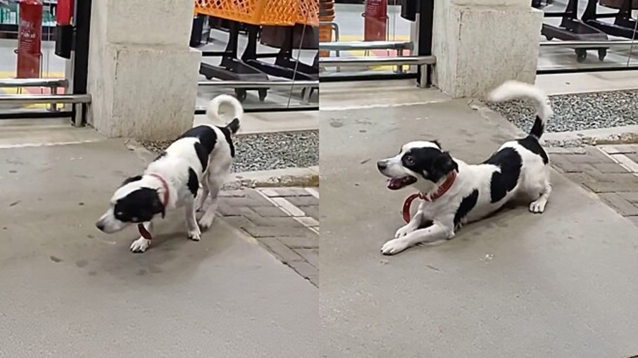 Cão usa charme para convencer segurança a entrar em mercado Cão usa charme para convencer segurança a entrar em mercado