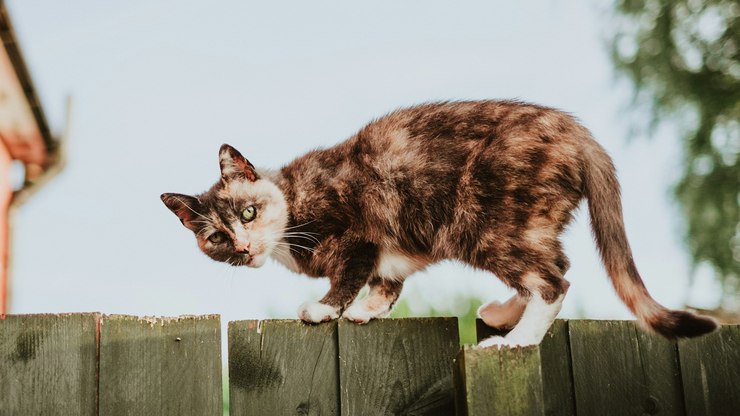 Hábito simples ajuda gatos a viverem mais, diz estudo
