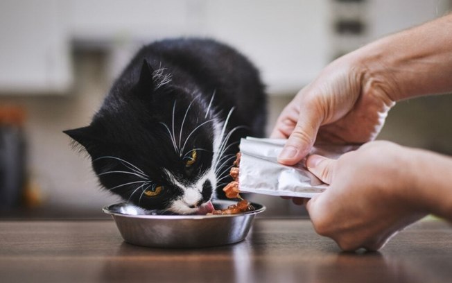 Veja os cuidados necessários com os animais na praia