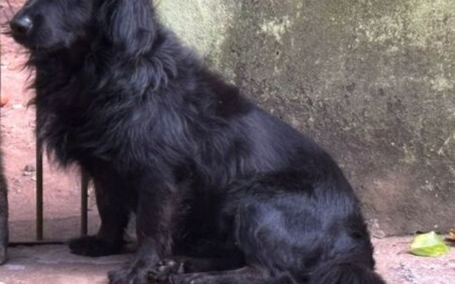 Homenagem da Funerais Pet ao cachorrinho Bob Homenagem da Funerais Pet ao cachorrinho Bob