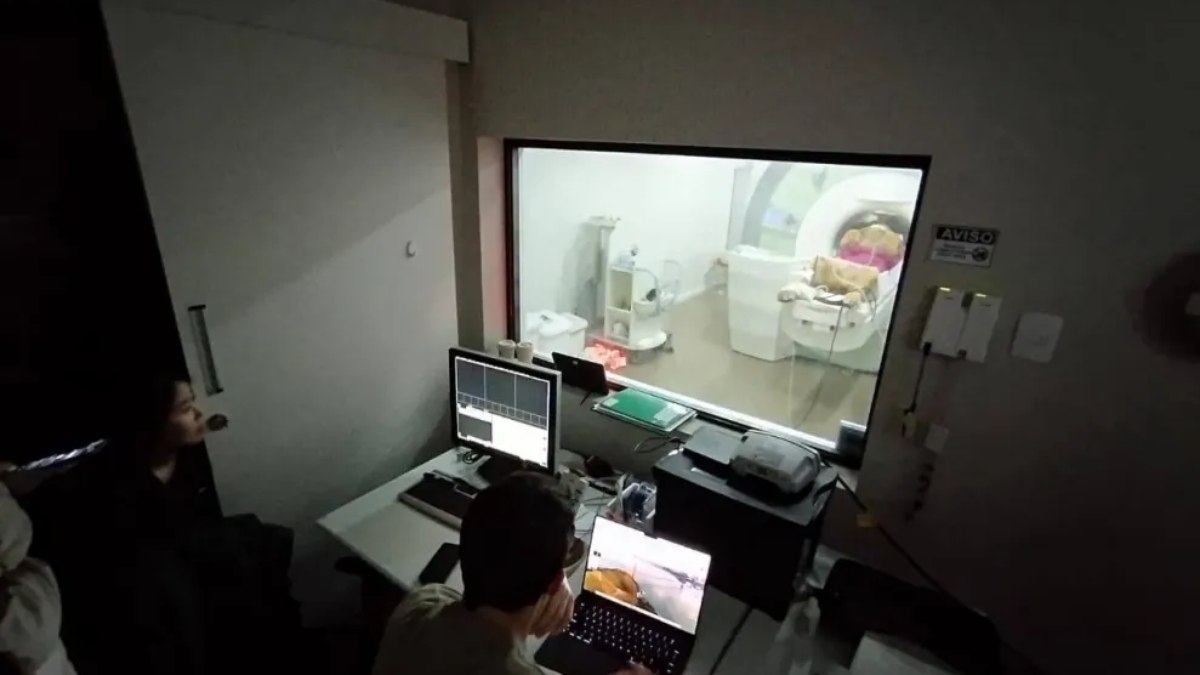 Leão do Zoológico de Curitiba passa por ressonância com 12 profissionais Leão do Zoológico de Curitiba passa por ressonância com 12 profissionais