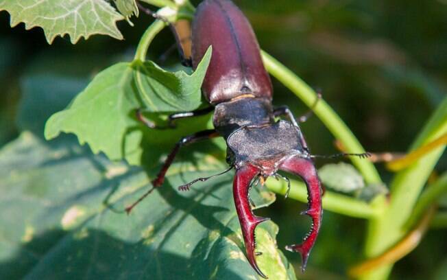 Esse simpático besouro é usado, infelizmente, para lutar