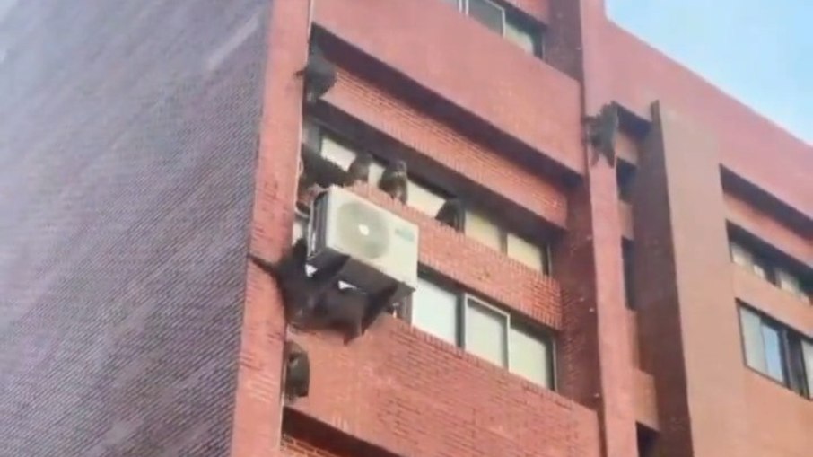 Mais de 20 macacos invadem alojamento em universidade de Taiwan Mais de 20 macacos invadem alojamento em universidade de Taiwan