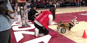 Cachorro com cadeira de rodas perde corrida e comove internautas