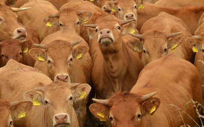 Empresário diz que seriam necessários 60 voos para entregar o gado no Catar, comprado na Austrália e EUA