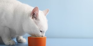 Gato fazendo xixi pela casa? Entenda o que pode ser
