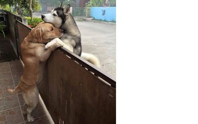 O labrador Messy e o Husky Audi provam que existe amizade até o mundo canino