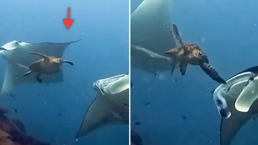 Vídeo mostra tartaruga batendo em arraia-manta Vídeo mostra tartaruga batendo em arraia-manta