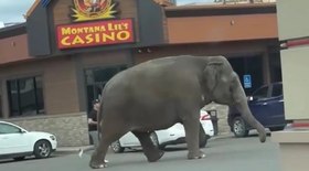 Elefante de circo escapa e chama atenção em cidade nos EUA