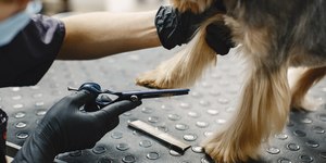 Qual o tipo de tosa ideal para seu cão? Especialista responde