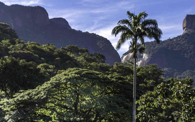 As cidades e seus pulmões verdes