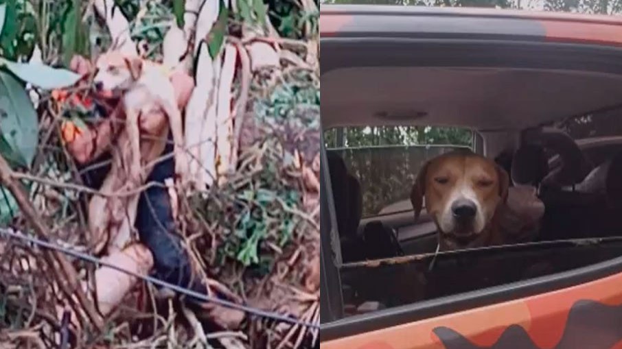 O cachorro vira-lata caramelo parece sorrir de alívio após sair com vida do desastre