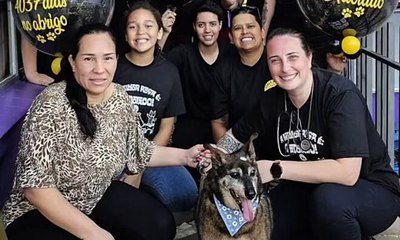 Sheik, cão de 16 anos, enfim encontra um lar após longa espera