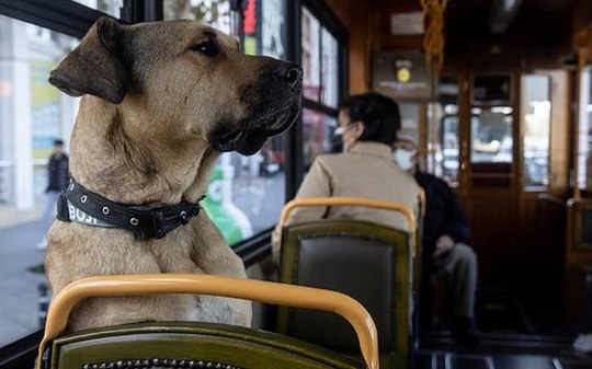 O cachorro turco que foi acusado injustamente
