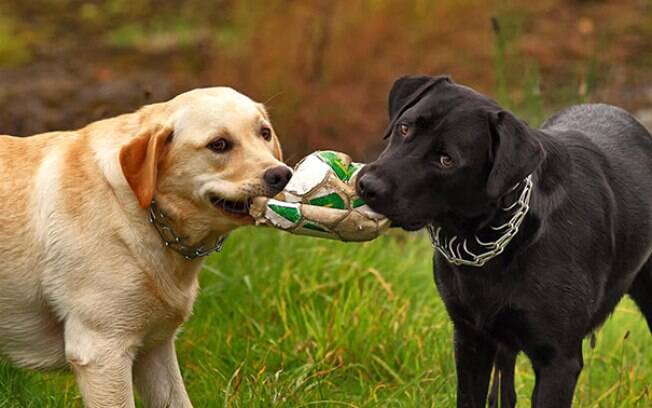 Dia do Amigo: esses cães comemorando a amizade é demais