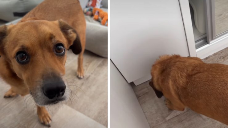 Caramelo é flagrado descascando o piso de casa
