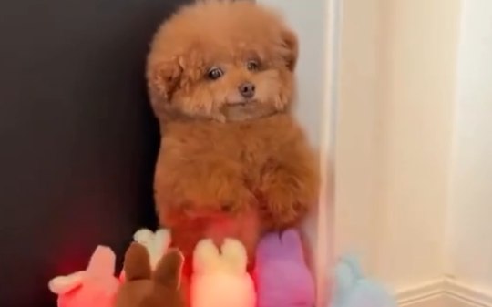 Cachorrinho derrete a web ao ser "atacado" por brinquedos; assista