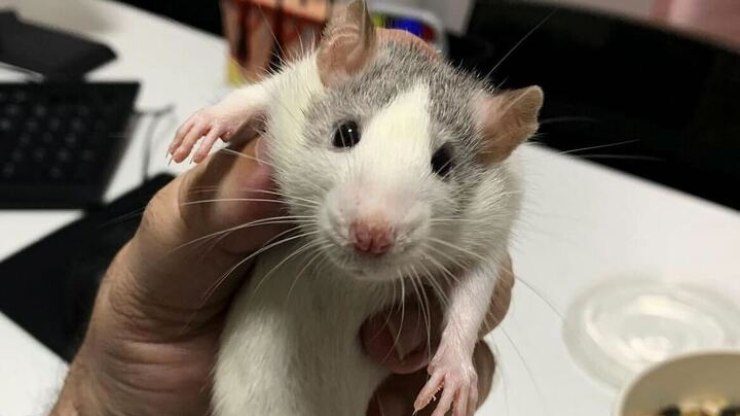 O Ratinho e a dona da fazenda